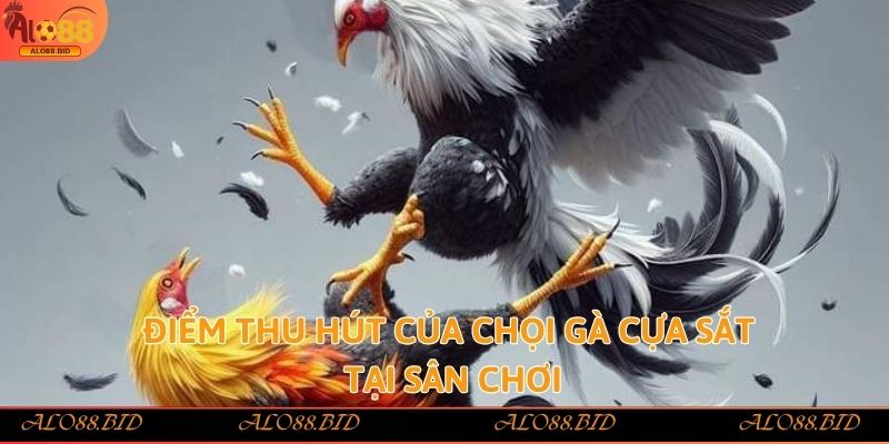 Điểm thu hút của chọi gà cựa sắt tại sân chơi