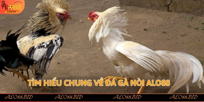 Tìm hiểu chung về đá gà nòi Alo88
